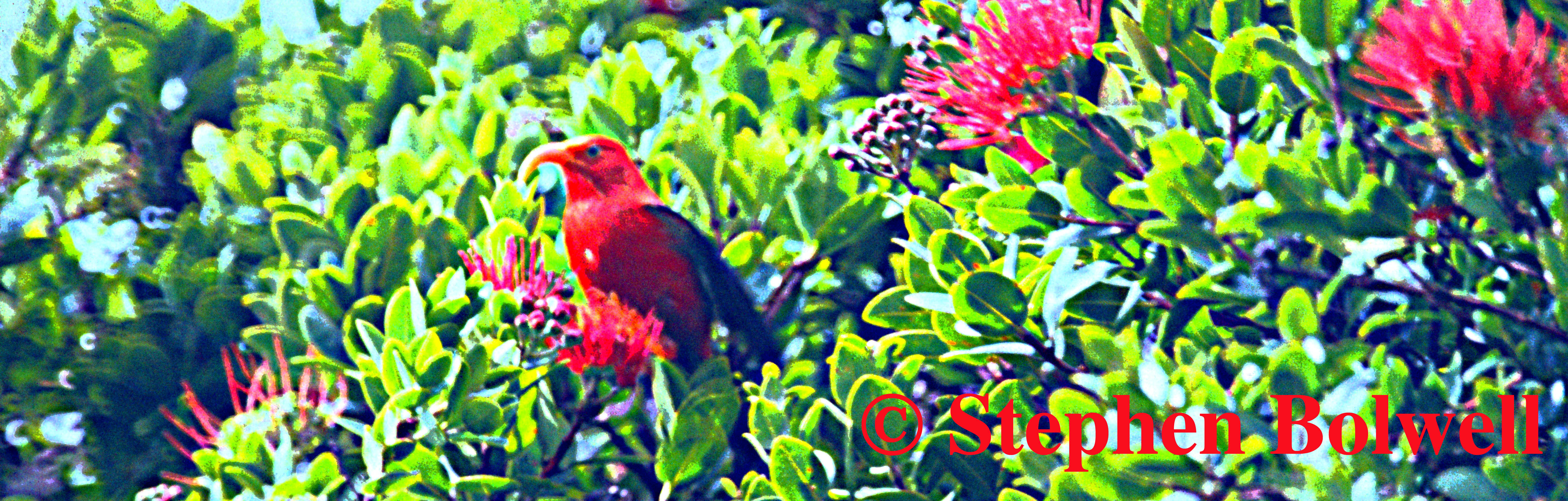 An Hawaiian Honey Creeper - The Iiwi.
