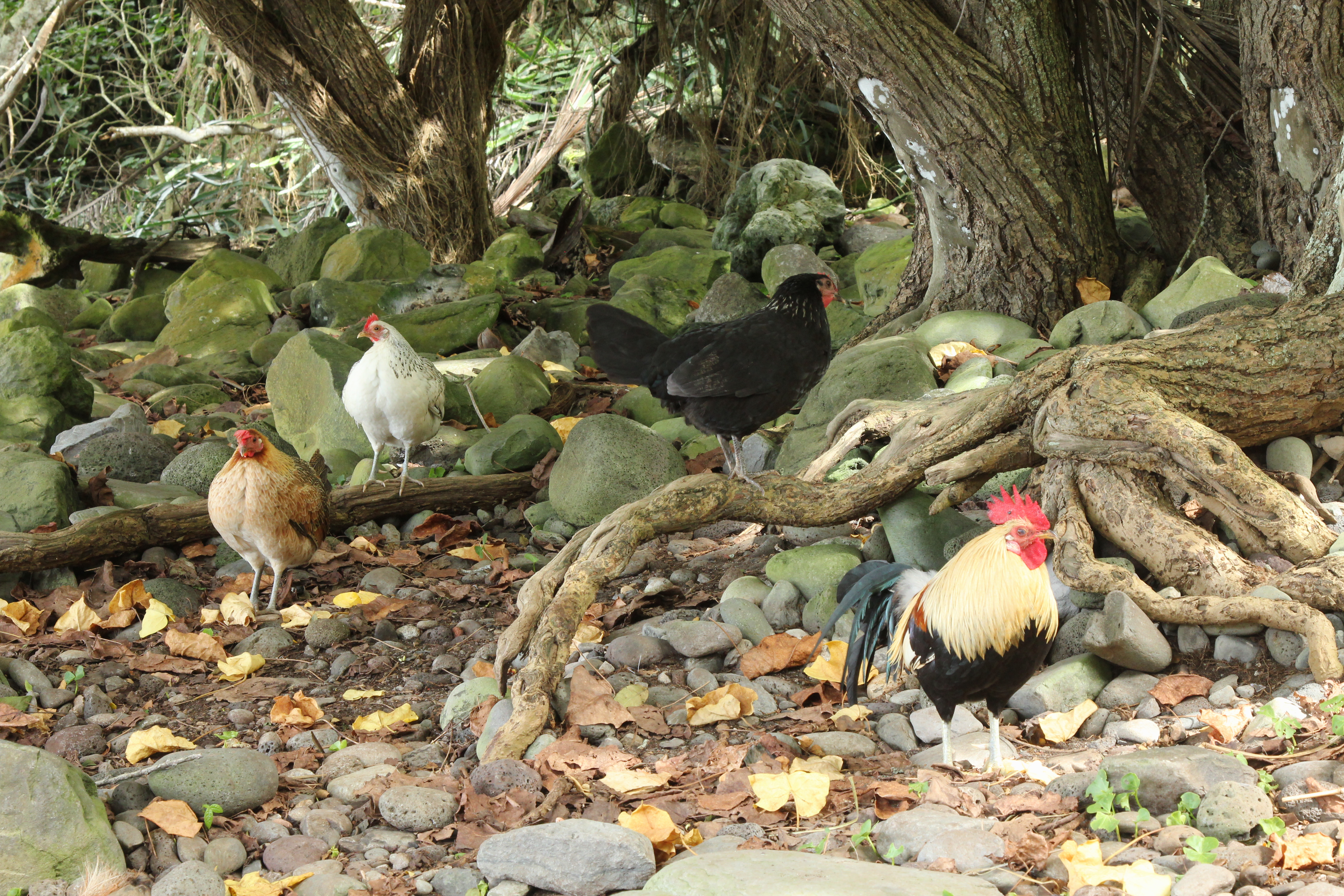 A recent picture of chicken wandering along delightful forest beach on Maui; eating their way through any native invertebrate they can grub up. Domestic birds have also brought alien forms of avian malaria to the islands pushing some Hawaiian birds to extinction.