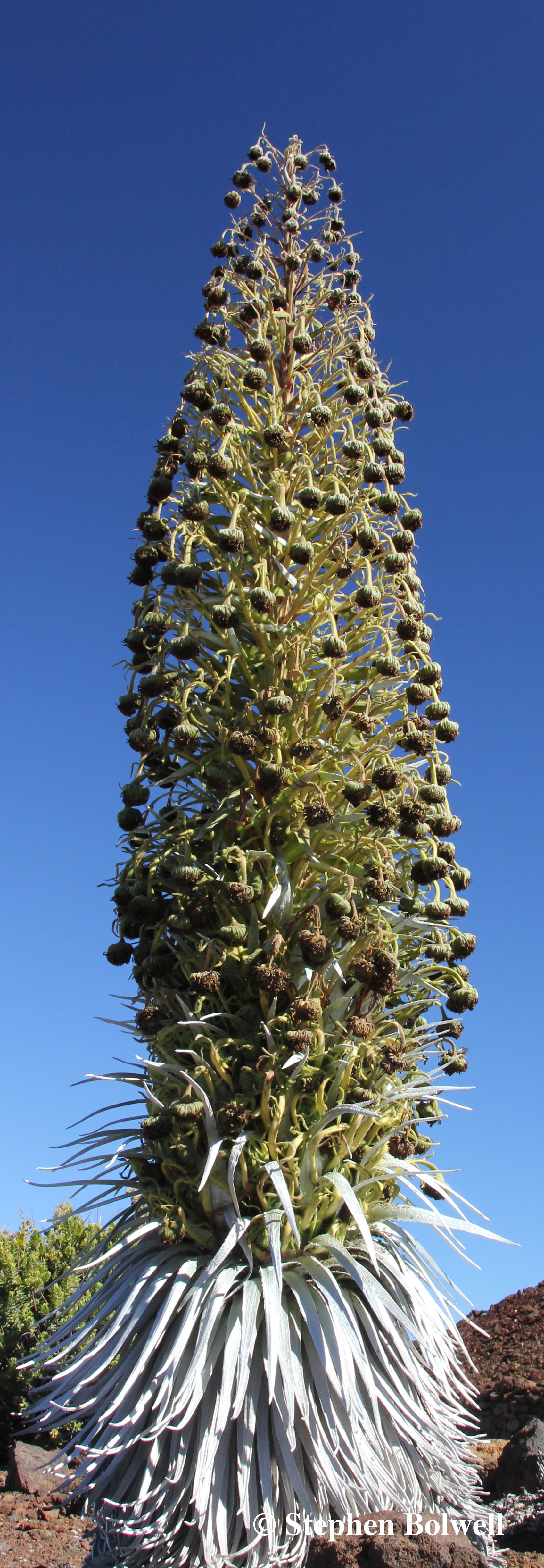 17th Novemeber 2014. A silversword at the end of life. Gone to seed with the promise of future life to come.