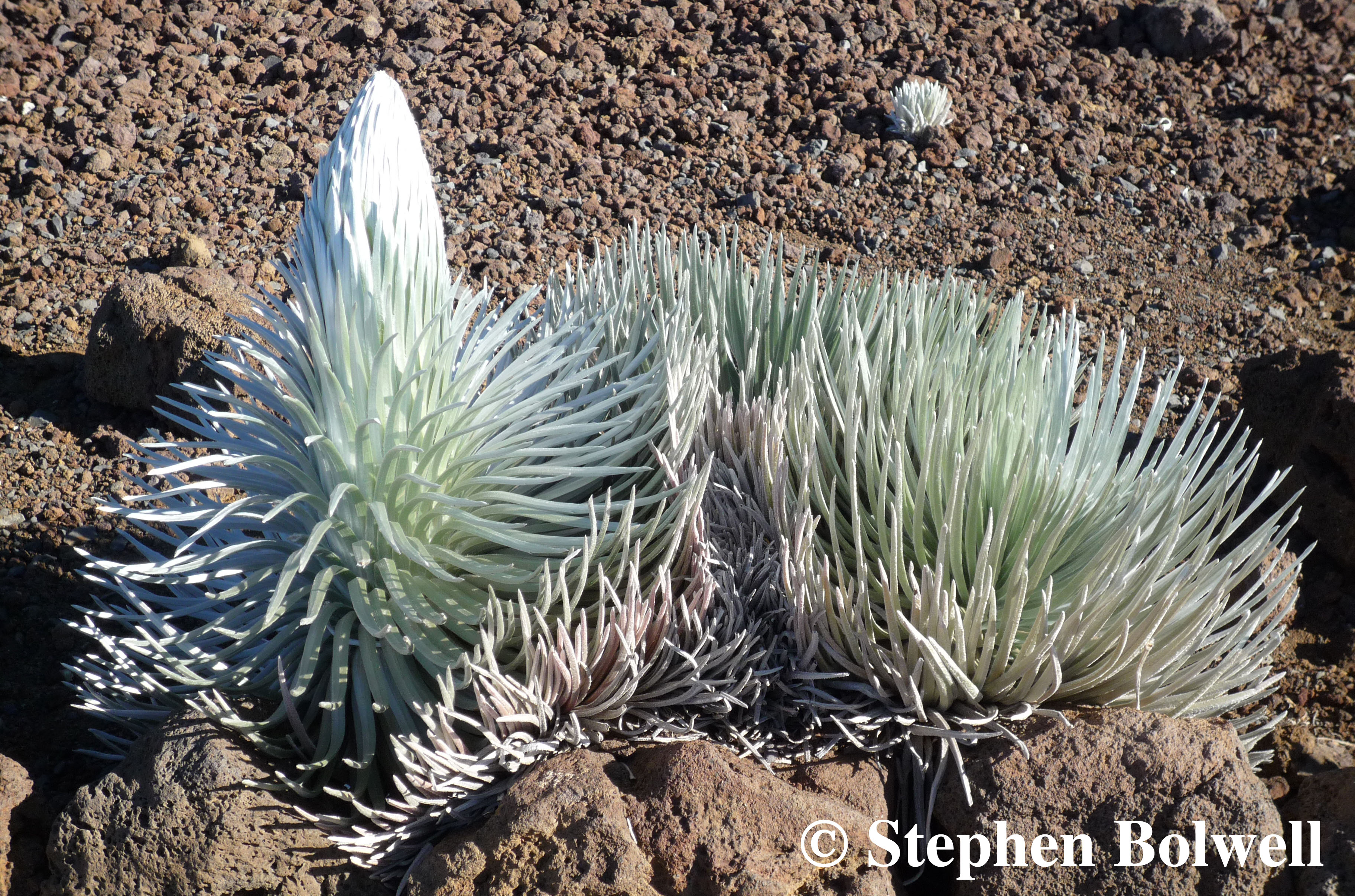 The swordlike silver leaves have evolved a dense layer of silky hairs that reflect the intense solar radiation on a day like today and provide insulation on the days like this one and provide insulation on the cold days when you have forgotten your pullover, unlike you the silversword will be fine. The hairs also slow airflow over the leaf surface and reduce water loss in this arid environment.