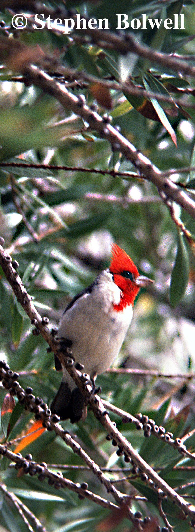 The red-crested cardinal is beautiful, but it is not a native bird.