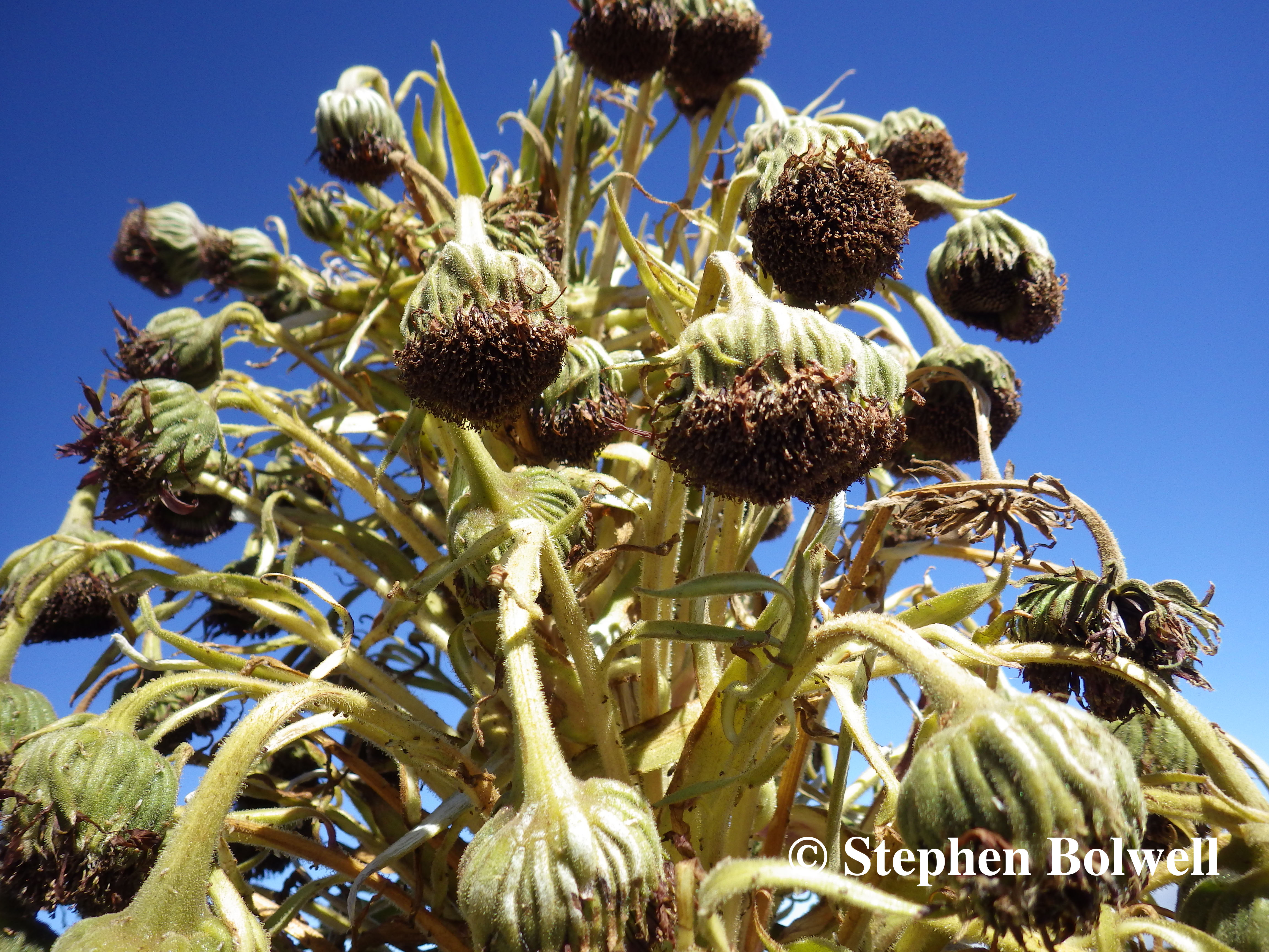 One flowering at the end of a long life of steady growth must be considered a success ending with the production of many thousands of seeds.