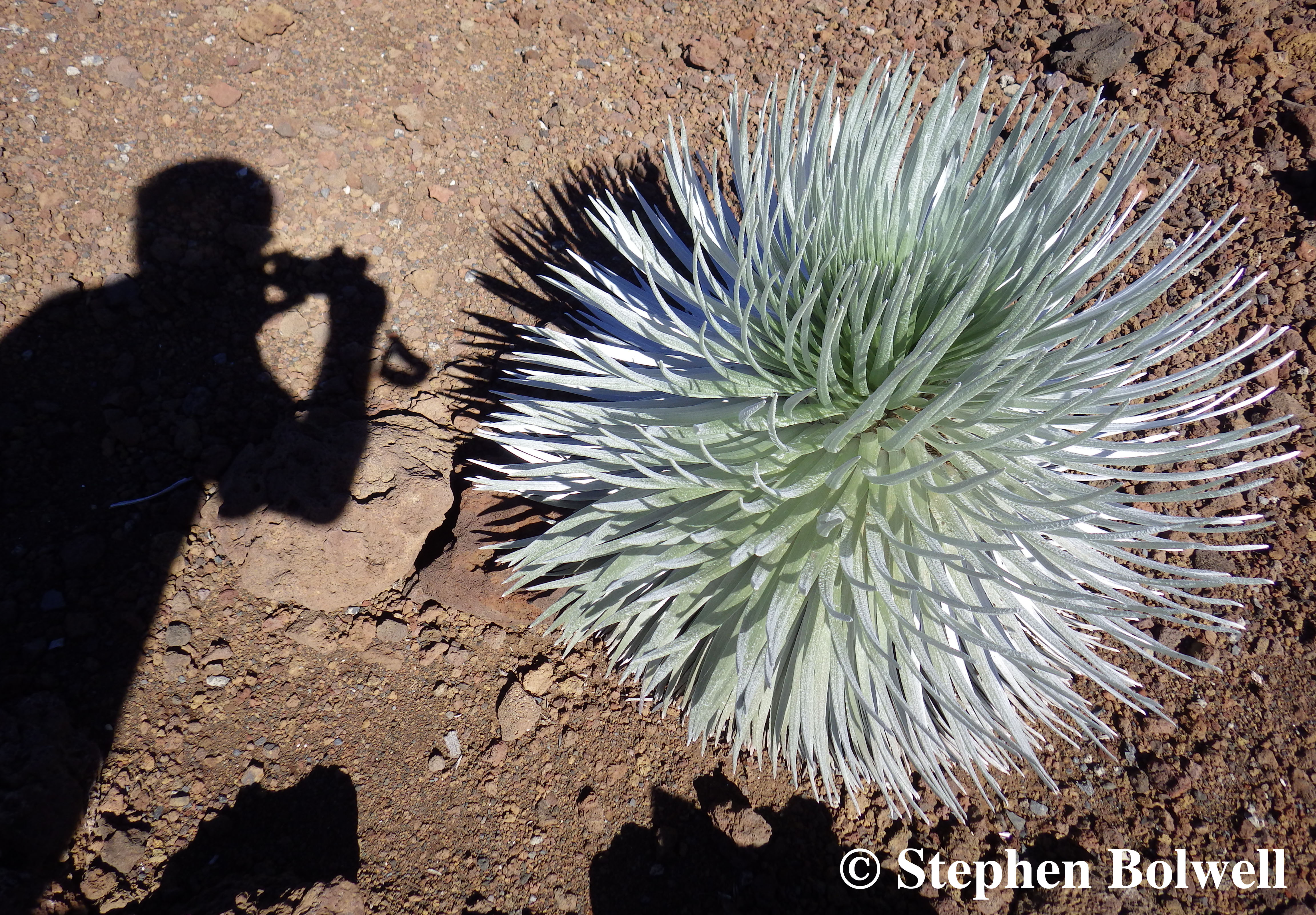 Photographing a young silversword in the stark lighting of a sunny day up on Haleakala.