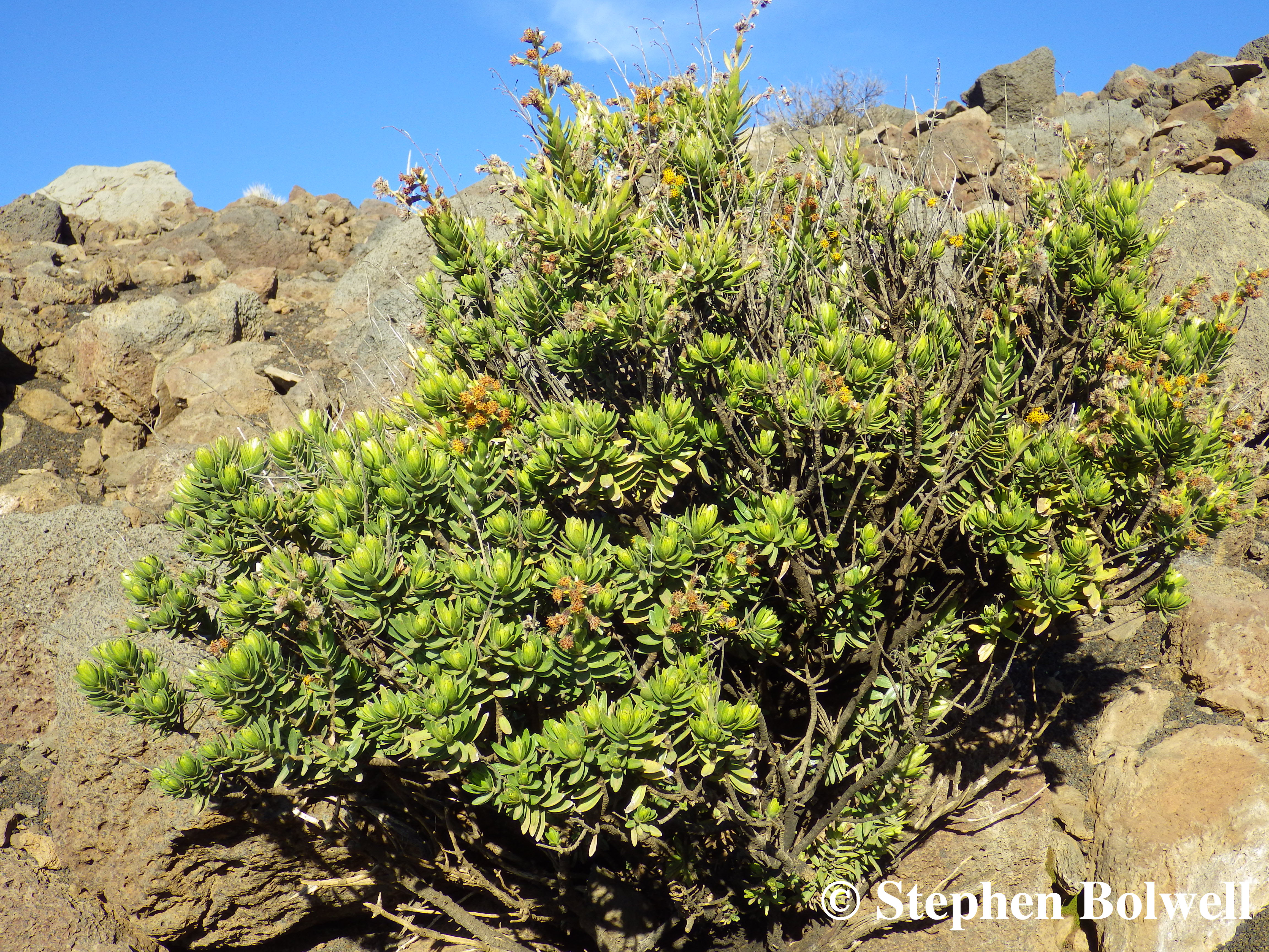 Another member of the silversword family is Dubautia menziesii. Less impressive in form It also grows up near the crater rim. They have evolved from a rather ordinary ancestral tar weed found in California which arrived on the Hawaiian Islands some time in the distant past.