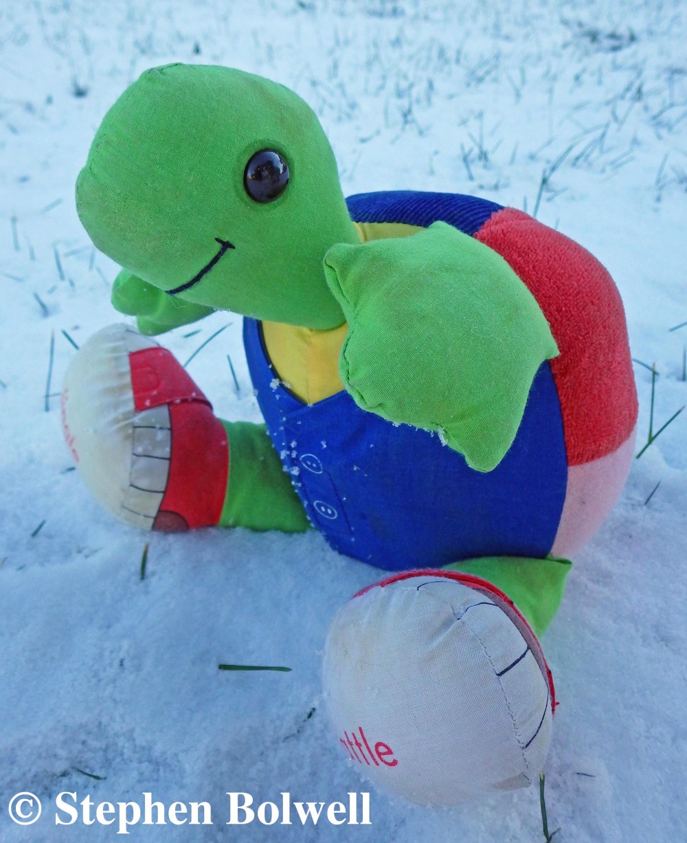 Like many others, my family has a fondness for tortoises and turtles and my sons first toy reflects this. Certainly this little guy is green, but it is probably the colour of the turtles flesh that is responsible for its name.