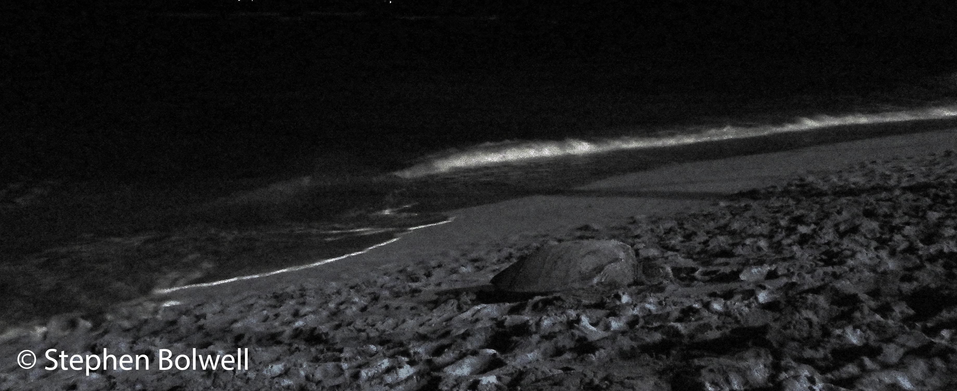 A mature female green turtle might return to a beach once or several times during the egg laying season, others may come to just rest up for a night, but unlike T.V. shows where there is often additional lighting it is often difficult to pick a turtle out on a beach at night when it has been churned by the comings and goings of other females. If the urge can be resisted it is best not to photograph or video turtles during egg laying, although camera technology has improved to the point where additional lighting may be unnecessary and a long shot without lighting is less likely to cause a disturbance. Mobile phones are a curse - not because turtles find it difficult to take calls when they are egg laying, but because mobiles are carried by people who photograph everything from lunch through to coffee and such people are unlikely to pass up a picture of a chance encounter with a chance encounter with a turtle, they will often have their devices set on automatic which means flash photography should be avoided. IN this situation it is best to leave turtles alone to get on with this essential part of their lives.