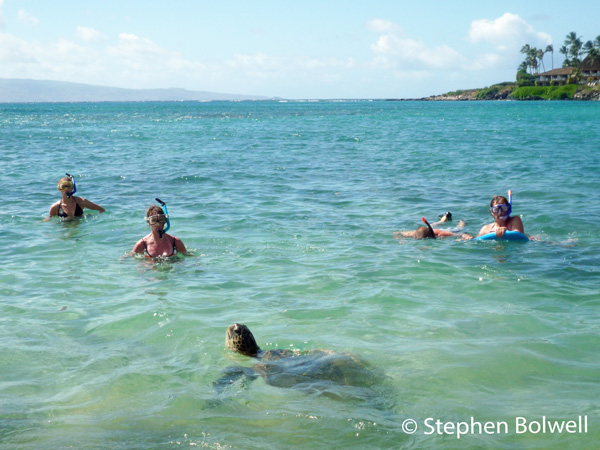 In Hawaii a green sea turtle comes up for air to the delight of a group of holiday makers.