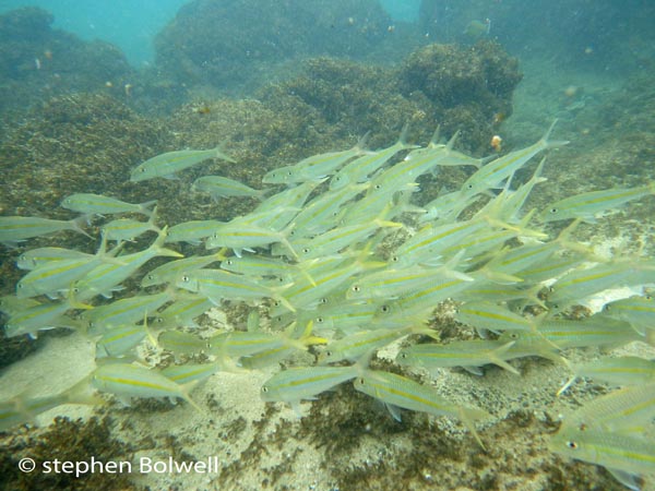 Beneath the waves I am drawn backwards and forwards with the pulse of each wave just like the fish, but once I get the hang of the motion I move into deeper water.