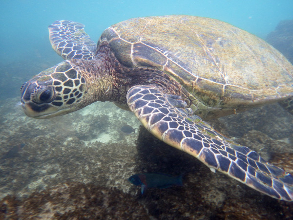You are currently viewing Hawaii: Green Sea Turtles – a glimpse of life at the edge of the oceans.