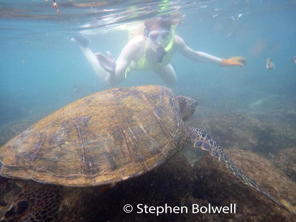Wide angle lenses are frequently used to make foreground animals look bigger in comparison with a person in the background - nevertheless, this was a good sized turtle.