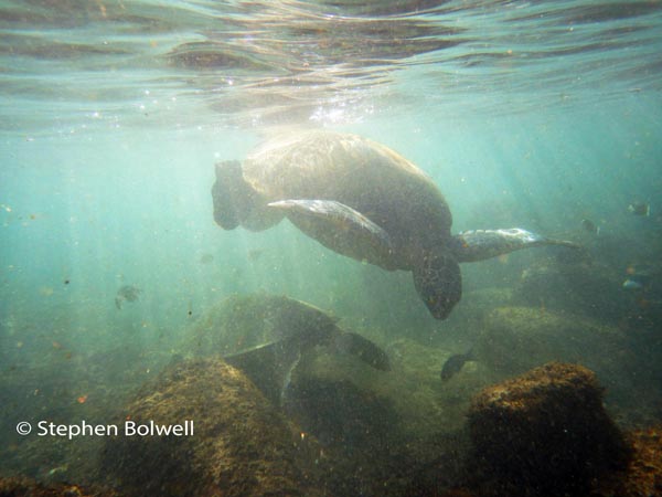 I back off a little to avoid contact as the turtles increase the claggyness of the water as they feed.
