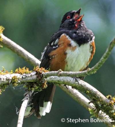 This is the local Southern B.C. spotted towee.