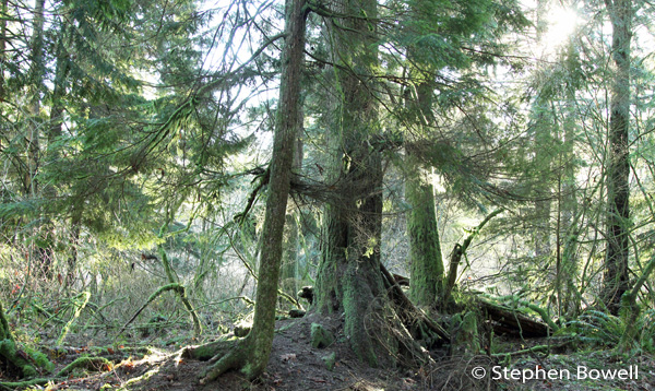 The preservation of our lowland forests is essential to our well being.