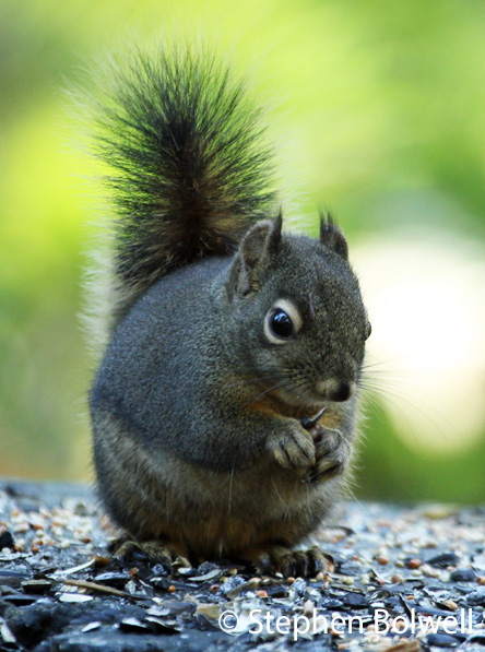 The Douglas Squirrel is a true native to the area and one of my favourites