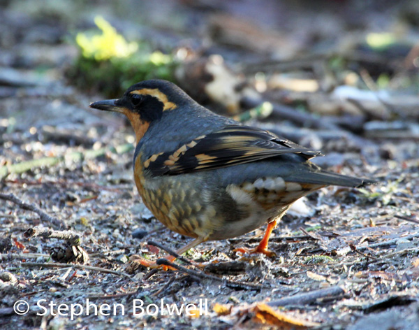 A winter visitor the varied thrush is the bird I have really come to photograph.