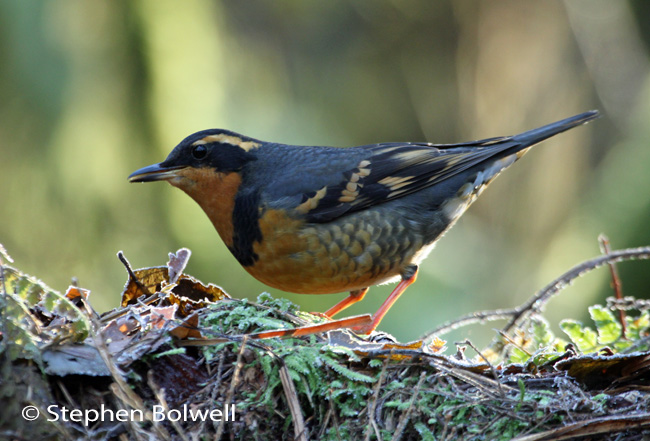 Perhaps the nicest picture I managed of the varied thrush before I lost the light, but nevertheless a third leg appears to have fallen onto the ground beneath the bird, which is entirely in keeping with this surrealist afternoon