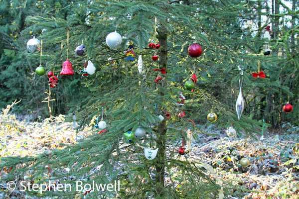 Not all bad - a Christmas tree decorated in the forest is certainly in keeping with this odd afternoon