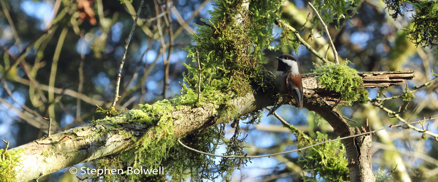 Birds working for insects in the trees above like this chestnut-backed chickadee, are less bothered by all the fuss below them.