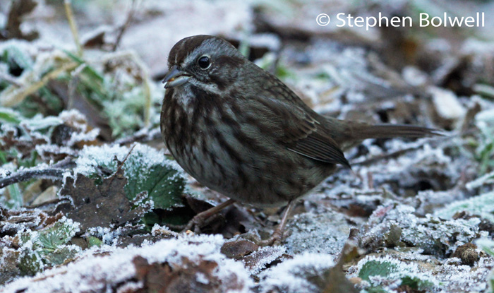The frost has been around for days - nothing thaws and the birds are suitably fluffed up - this song sparrow is't singing now - but if he makes it through to spring he will be.
