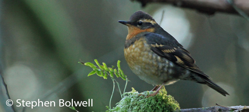 O.K. So I'm getting a few shots of the bird I came to photograph - this, with the more delicate plumage colours is a female varied thrush.