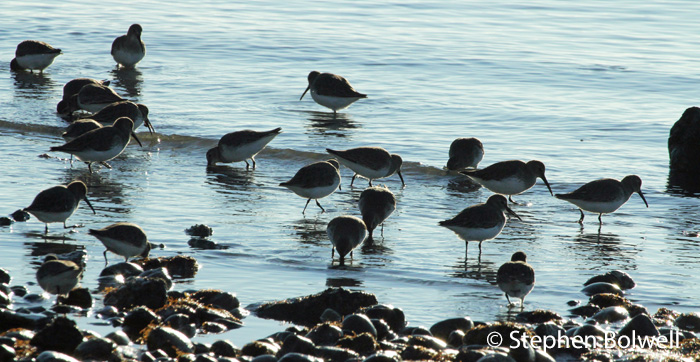 The great thing about these little waders is that despite their numbers most people don't notice them unless they are disturbed and fly.