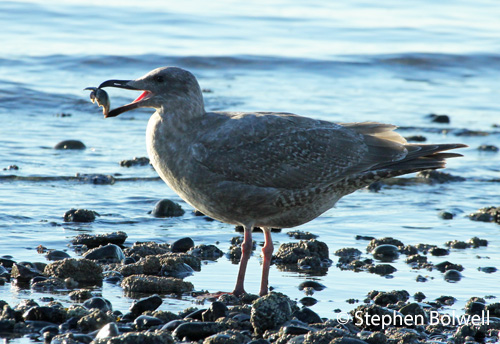 There is no shortage of molluscs for the gulls to break into, this bird has been flying thirty feet up into the air and dropping closed shells to smash them before coming down dropping down to extract the exposed contents.