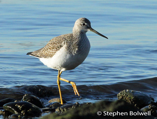 A juvenile yellow legs walks towards the camera, when birds re disturbed by photographers often they are pictured moving away.