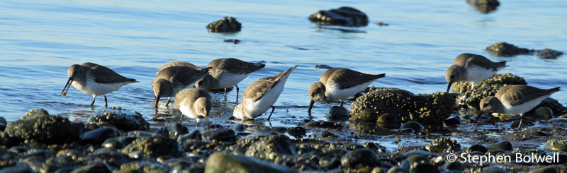 These birds I initially thought were Western sandpiper, but more likely they are dunlin. These have flown in to feed quite close to me. I remain in one place about thirty feet away and their indifference to me is encourging.