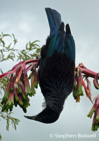 A New Zealand Tui. A Brit. might consider a Southern Hemisphere more appropriately upside down, but in this case it's just coincidence. appropriate upside downto be a