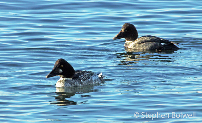 Common goldeneye passing through as the tide comes in.