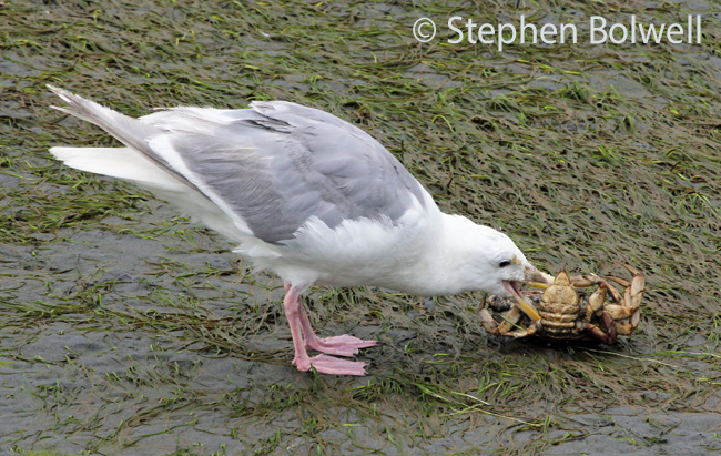A gull takes on the remains of a crab in the tidal area - the view maybe an observation from above, but you can see what is going on very successfully, at ground level you probably wouldn't get this close.