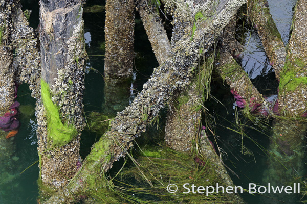 At the end of the pier the water doesn't drop to the shore for very long tide and here is a proliferation of plants and animals living on the structure o=f the pier - which includes the purple stars.