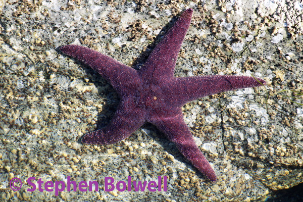 A beautiful and healthy purple star photographed in early October 2013 before they creatures began disintegrating into a pulpy mess.