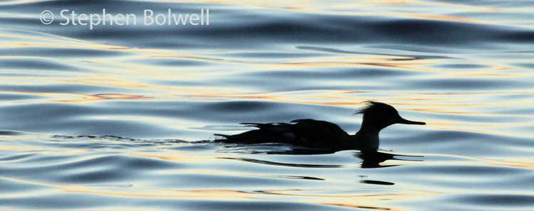 A merganser - one of perhaps a dozen, moving down this beautiful coastline as the sun sets.
