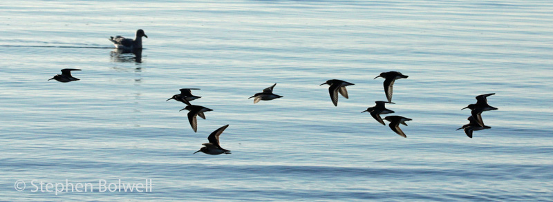 A minor disturbance puts these waders to flight, but they are soon feeding again fifty metres along the shoreline, but continued disturbance can be life threatening.