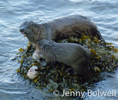 These Otters were photographed at another B.C. location, but it demonstrates how close it is possible to get using a pier as a viewing platform - this taken on a standard happy snappy without a telephoto lens.
