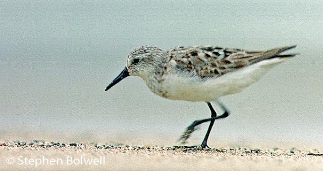 A western-crowned sandpiper on a beach in the West Indies. I do my best naming waders, but some are so similar and can be found in so many different places I often need help.