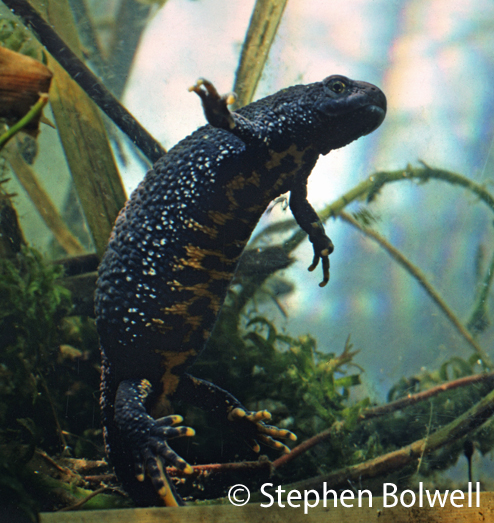 A female great crested newt, her abdomen full of eggs.