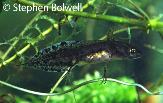 The developing larvae of a great crested newt sometimes known as an eft.