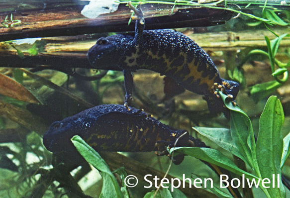 Two females laying their fertilised eggs in the roll of a leaf - they pad the egg in with their hind feet until it is glued into place, which is wonderful to see. Later they may sniff at eggs and eat those that weren't laid by them. Millions of years ago these simple actions evolved snd this mechanistic behaviour appears totally orrganised but requires very little cognitive input.