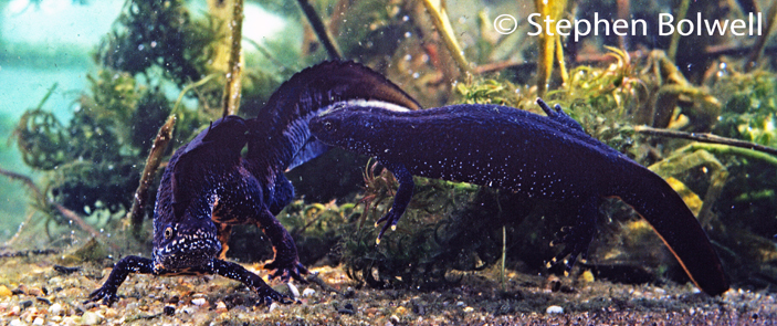 A male great crested newt displays to a receptive female. He will arch his body, waggle his tail and often thrash violently towards her. This soon clouds the water, so much so, it is impossible to film - here, he has cleaned away most of the detritus on the gravel around him