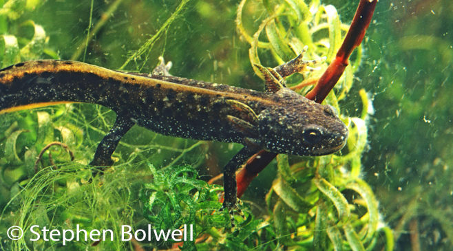 This eft still has gills, but has fully developed functional lungs and gulping air, it will soon be leaving the water.