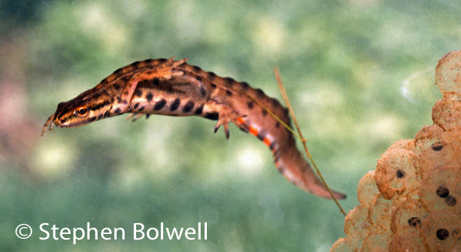 The first newts I kept as a child were smooth newts, at the time relatively common. This male is at his most crested and colourful and has just a mass of frog spawn on which he has been feeding and no doubt cutting down any competition for his offspring by taking out future frog tadpoles.
