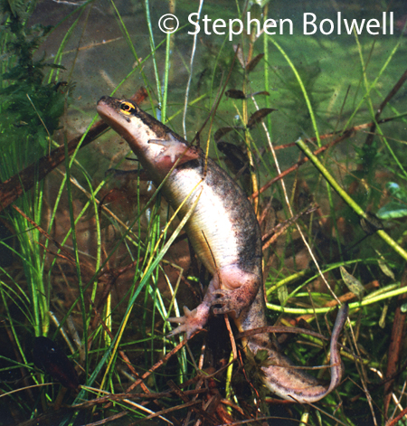 A palmate female plays pat-a-cake with her hind feet to determine whether she will lay an egg and decides against it - perhaps she judges the leaf too slender to hide or support her egg.