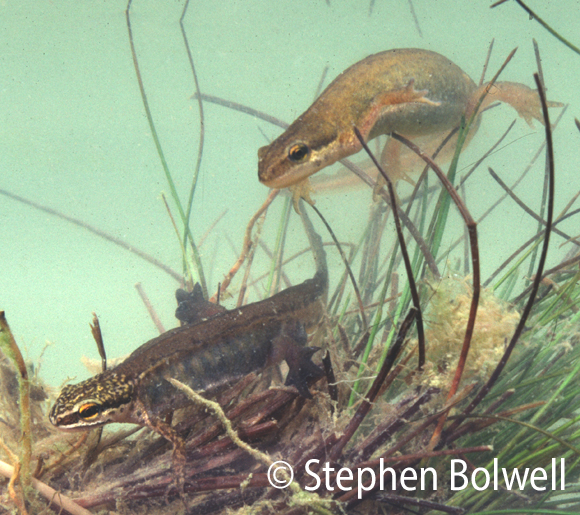 A pair of palmate newts, the female above right and the male below left.