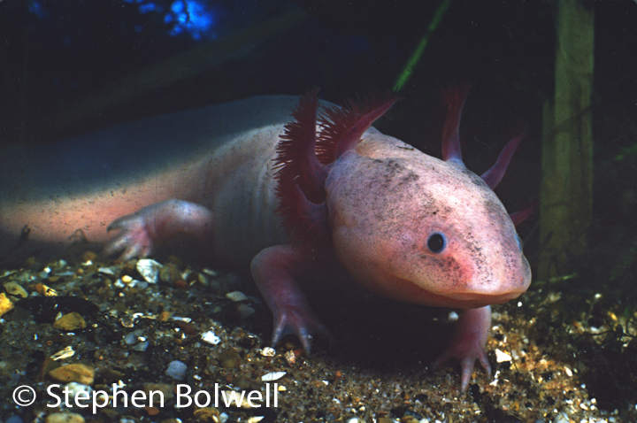 A salamander in the wrong place. This axolotl was found by my friend Chris Balcombe in a pond in the New Forest. Southern England. It would be more at home in a cave in Mexico, but pets that get dumped don't always get a choice. This species remains in the larval form and can reproduce successfully without ever growing up. This one was very healthy, very big and steadily eating its way through all of the native species and their offspring until it was removed from the pond.