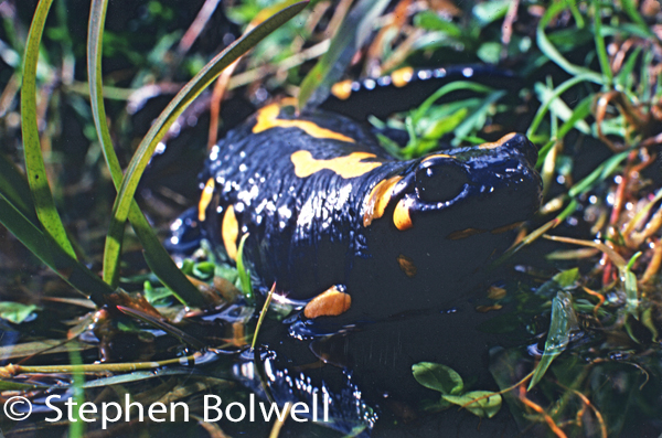 A female European spotted salamander comes to water to give birth to her offspring.