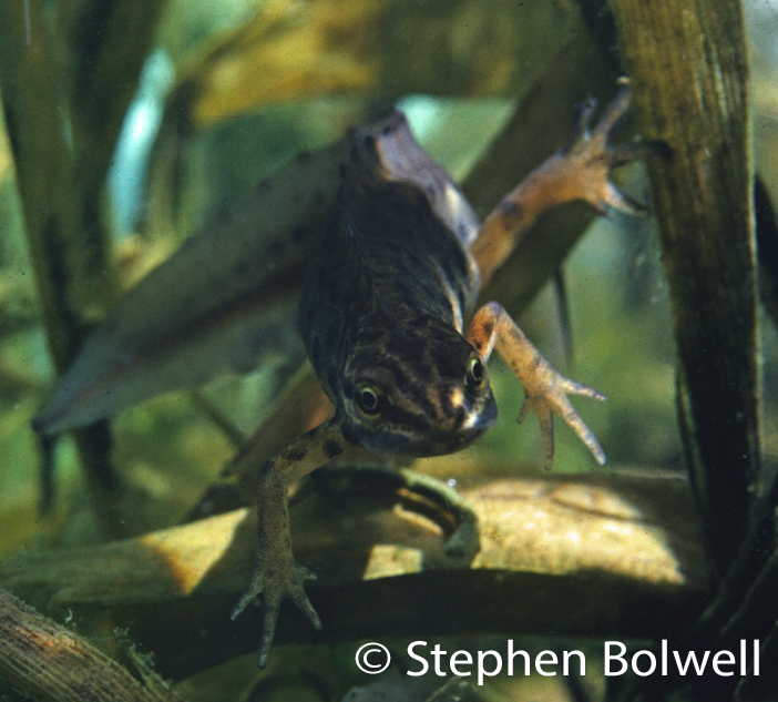 The male smooth newt is a beautiful creature that most of us remain indifferent to - essentially we have a goldfish mentality and until that aesthetic changes, amphibians will remain in general decline.