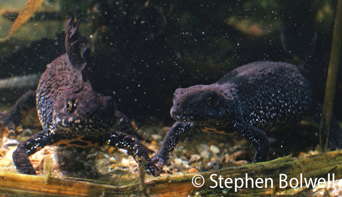 Great crested newts are difficult for most of us to appreciate - there lifestyles mean that we don't see them very often.