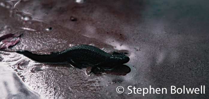 Newts usually move on land under the cover of darkness, and can look less impressive once out of the water.